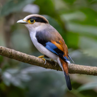 Silver-breasted Broadbill